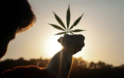 Choosing the Right Cannabis Consulting Company for Your Retail Business